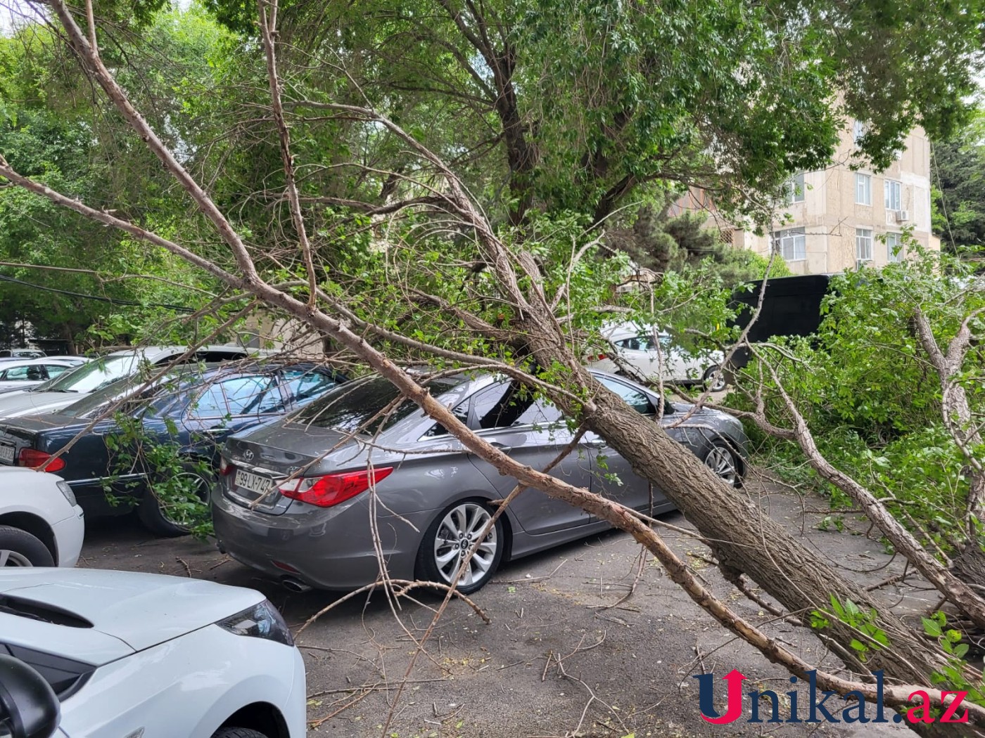 Bakıda ağac avtomobillərin üzərinə aşdı - FOTOLAR